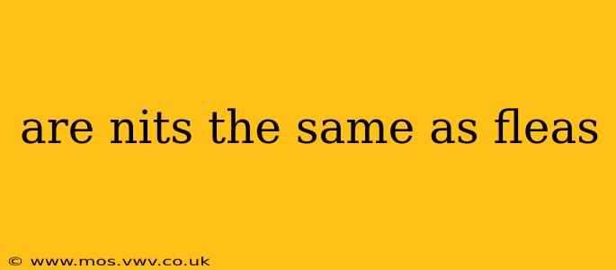 are nits the same as fleas