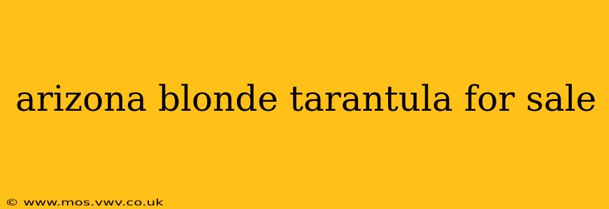 arizona blonde tarantula for sale