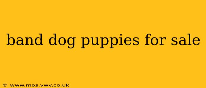 band dog puppies for sale