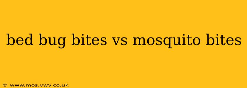 bed bug bites vs mosquito bites
