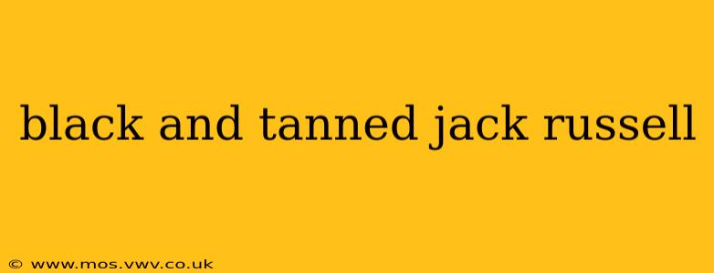 black and tanned jack russell