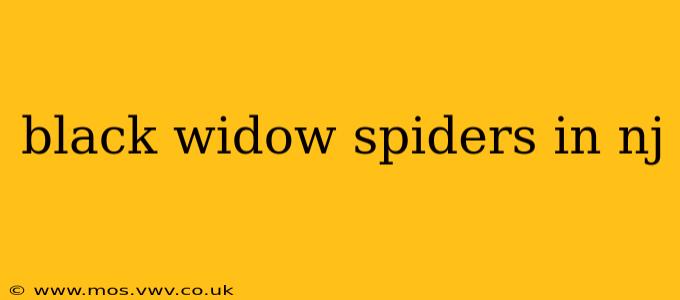 black widow spiders in nj