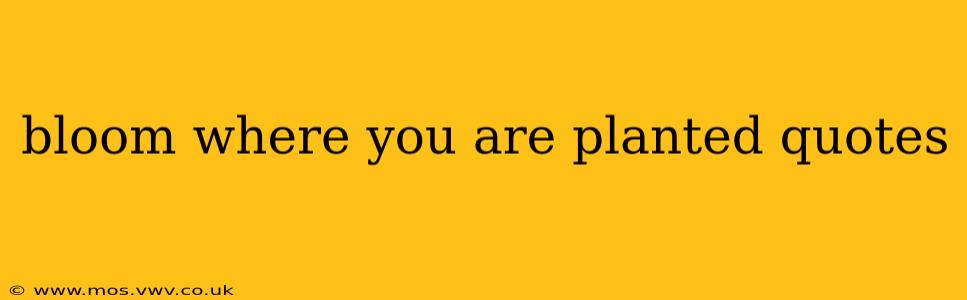 bloom where you are planted quotes