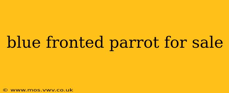 blue fronted parrot for sale