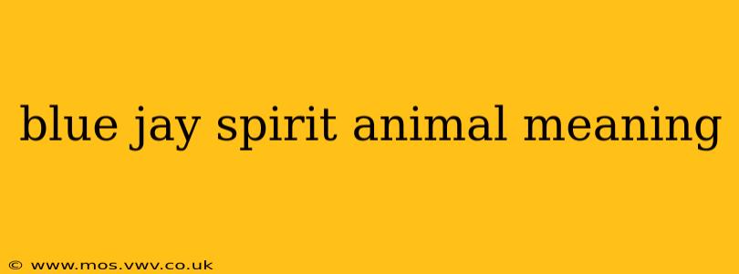 blue jay spirit animal meaning