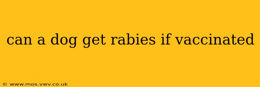 can a dog get rabies if vaccinated