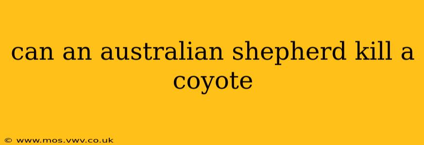 can an australian shepherd kill a coyote