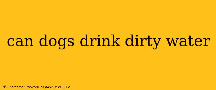 can dogs drink dirty water
