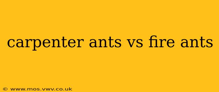 carpenter ants vs fire ants