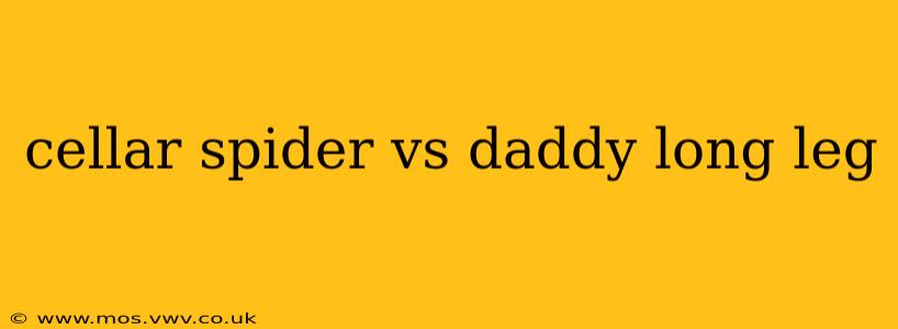 cellar spider vs daddy long leg
