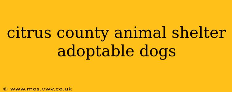 citrus county animal shelter adoptable dogs