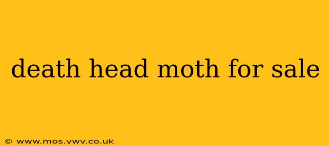 death head moth for sale
