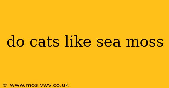 do cats like sea moss