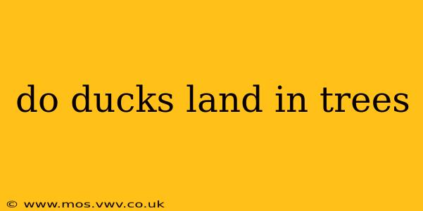 do ducks land in trees