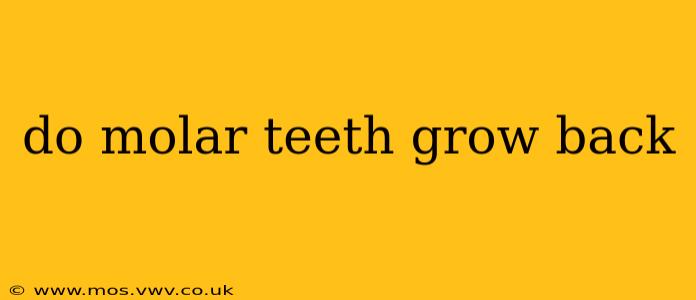 do molar teeth grow back