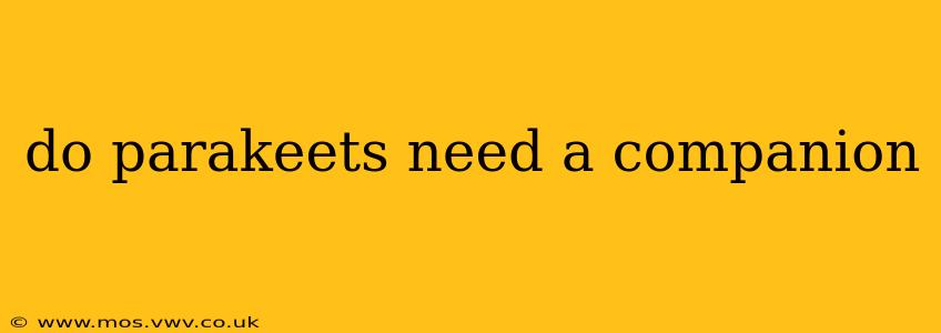 do parakeets need a companion