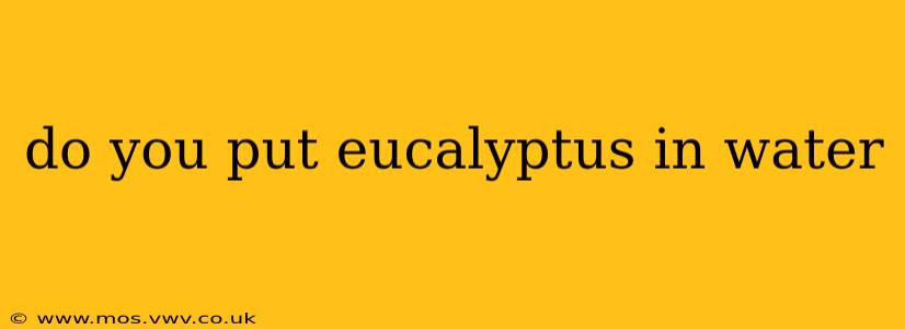 do you put eucalyptus in water