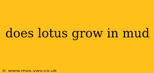does lotus grow in mud