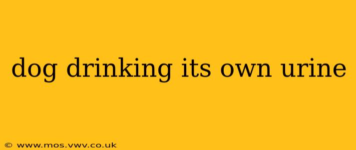 dog drinking its own urine