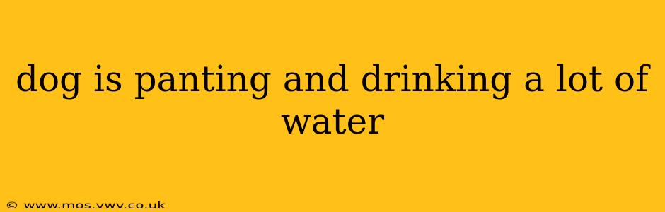 dog is panting and drinking a lot of water