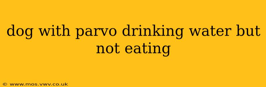 dog with parvo drinking water but not eating