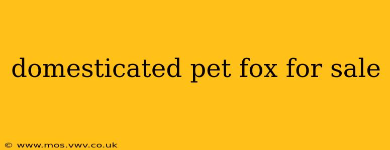 domesticated pet fox for sale