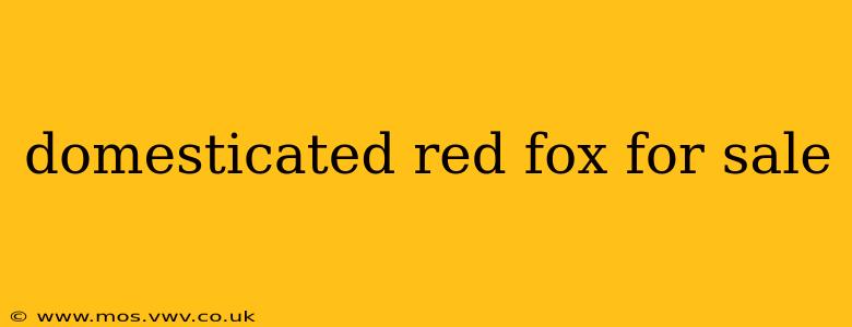 domesticated red fox for sale