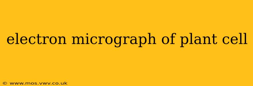 electron micrograph of plant cell
