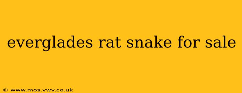 everglades rat snake for sale