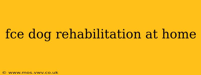 fce dog rehabilitation at home