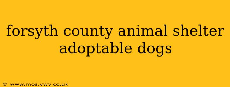 forsyth county animal shelter adoptable dogs