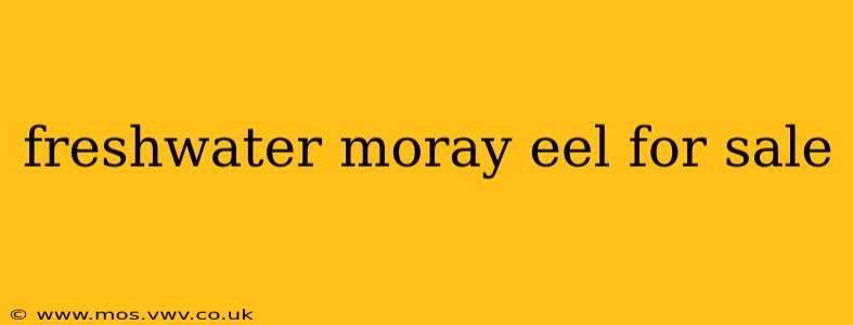 freshwater moray eel for sale