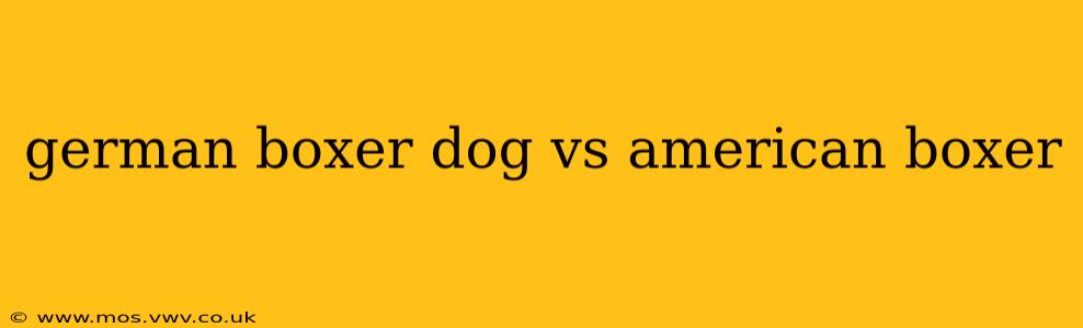 german boxer dog vs american boxer