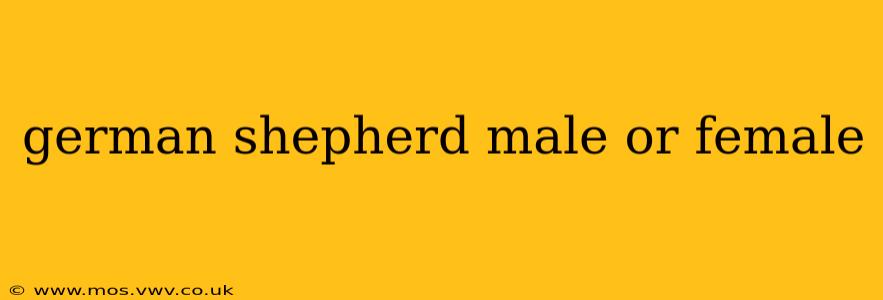 german shepherd male or female