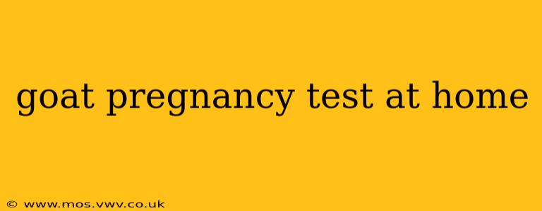 goat pregnancy test at home