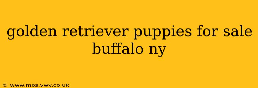 golden retriever puppies for sale buffalo ny