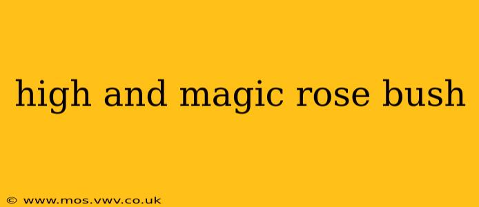 high and magic rose bush