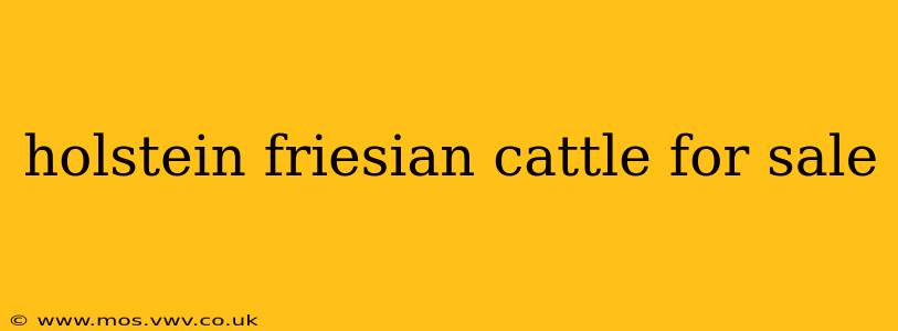 holstein friesian cattle for sale