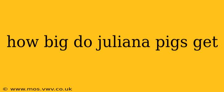 how big do juliana pigs get