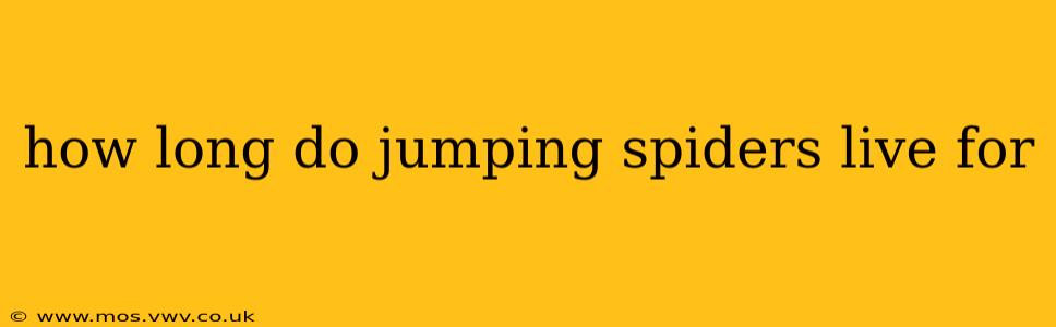 how long do jumping spiders live for