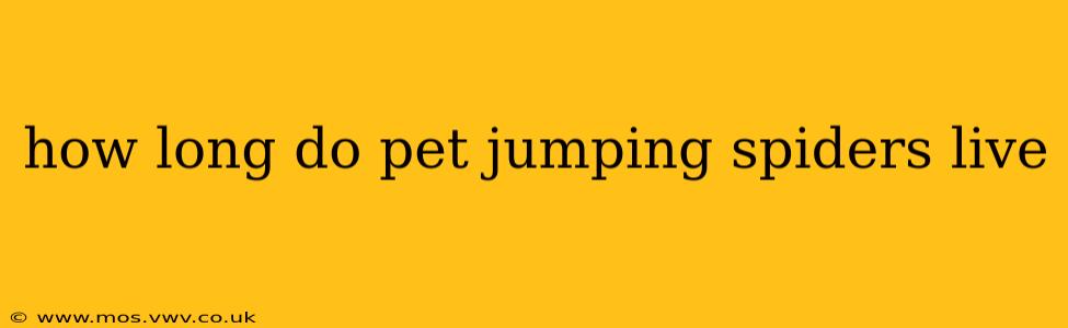 how long do pet jumping spiders live