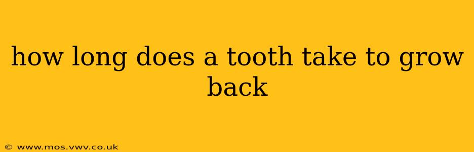 how long does a tooth take to grow back