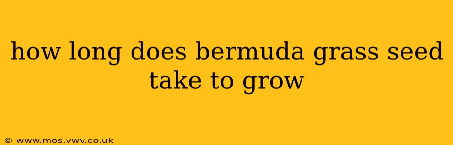 how long does bermuda grass seed take to grow
