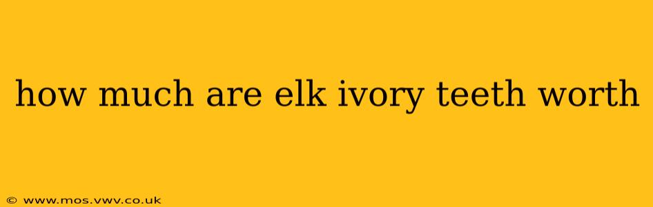 how much are elk ivory teeth worth