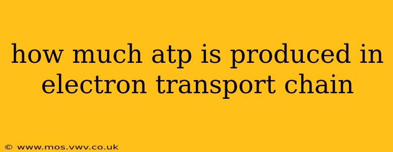 how much atp is produced in electron transport chain