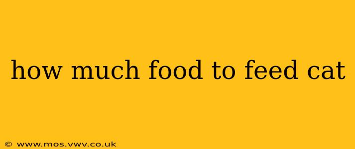 how much food to feed cat