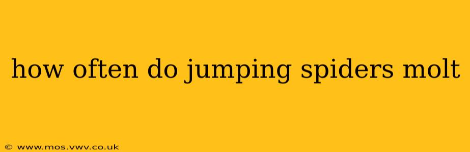 how often do jumping spiders molt