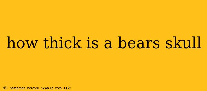 how thick is a bears skull