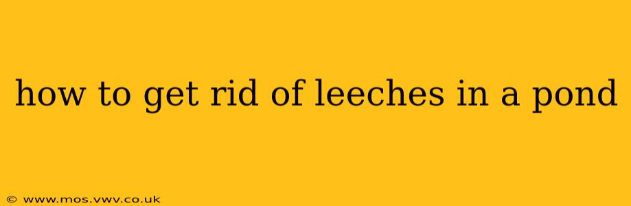 how to get rid of leeches in a pond