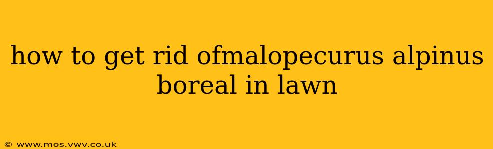 how to get rid ofmalopecurus alpinus boreal in lawn